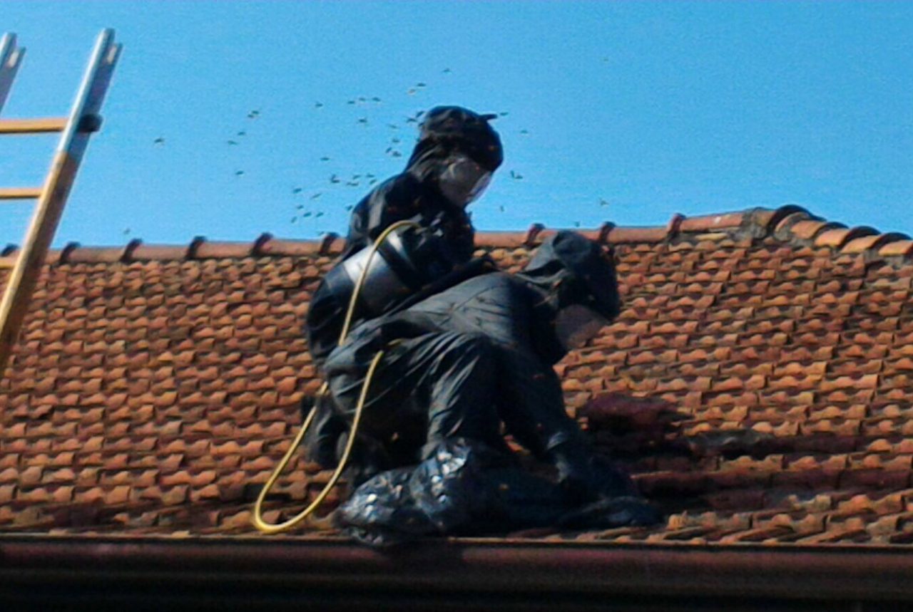 70 interventi dei pompieri per eliminare nidi di calabroni