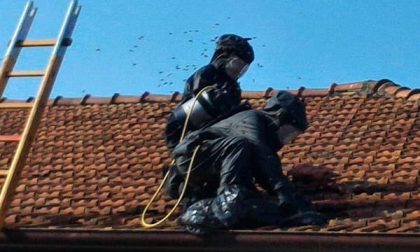 70 interventi in pochi giorni per eliminare nidi di calabroni da parte dei vigili del fuoco