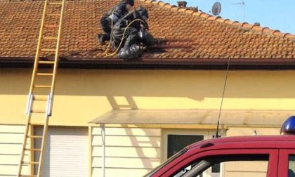 70 interventi in pochi giorni per eliminare nidi di calabroni da parte dei vigili del fuoco