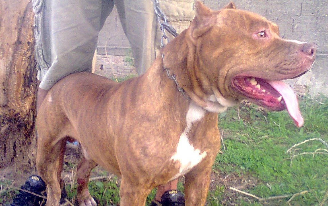 Aggredita da un pitbull e trascinata per metri