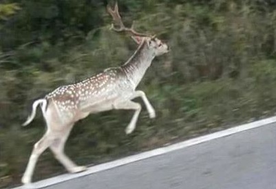 Animali selvatici: un nuovo strumento di tutela
