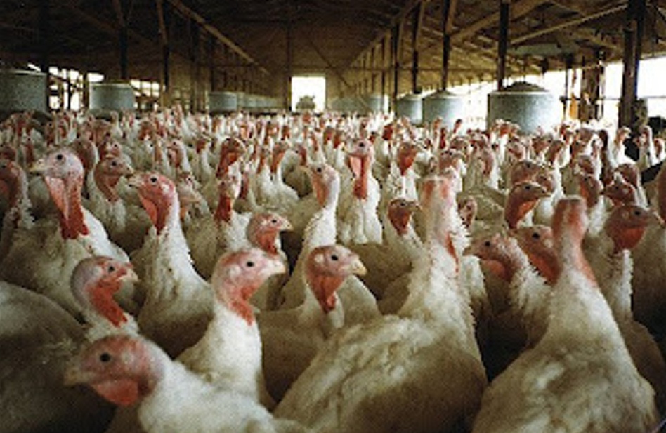 Aviaria: è strage negli allevamenti del nord Italia