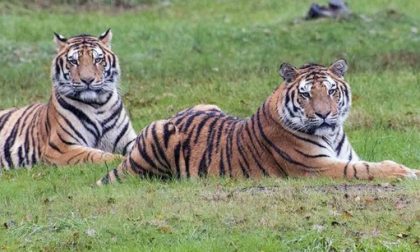 Dallo zoo alle steppe della Siberia: la storia di Drako