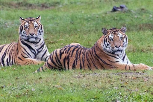 Dallo zoo alle steppe della Siberia: la storia di Drako