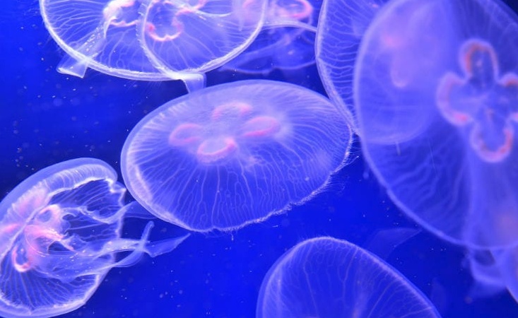 L’aperitivo del futuro: con patatine di medusa