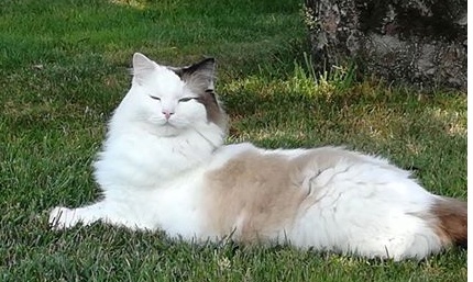 Oliver è scomparso: l’appello