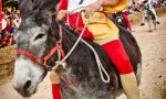 Palio degli asini: iniziano le proteste animaliste