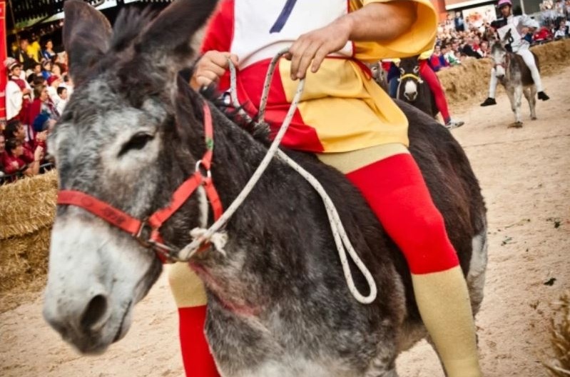 Palio degli asini: iniziano le proteste animaliste