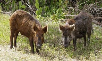 Parco Lagoni: dal 2018 via libera alla caccia al cinghiale