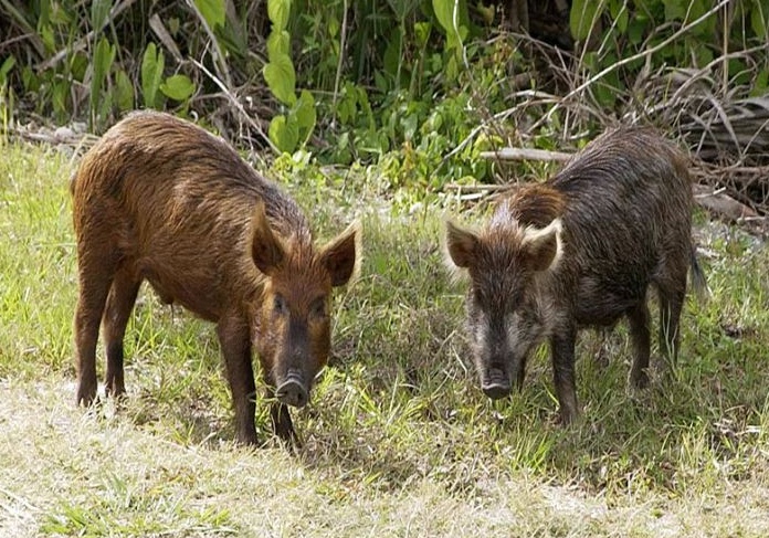 Caccia al cinghiale: si comincia dal 15 aprile