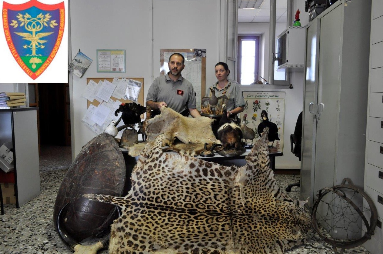 Pelli ed animali imbalsamati: sequestrati più di 20 esemplari