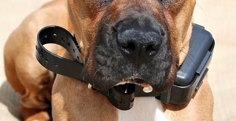 Trovato a Vicolungo cane con collare elettrico: denunciato il padrone