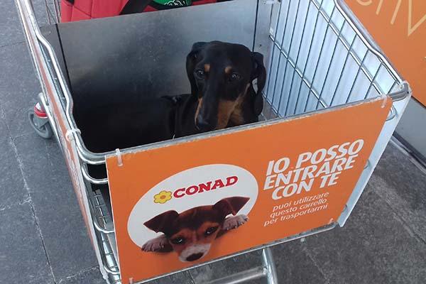 Al supermercato con gli amici a quattro zampe
