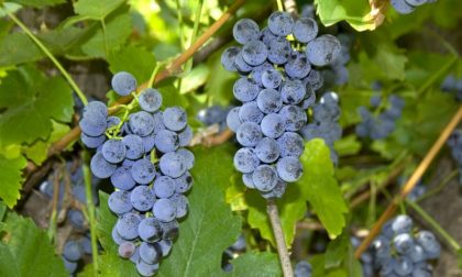 Al via la Festa dell'Uva fragola