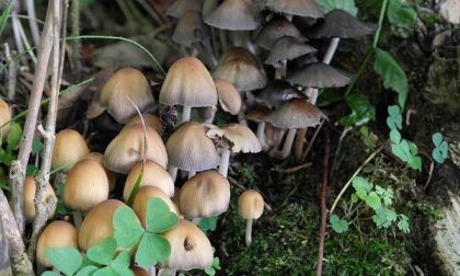 Attivo il servizio di reperibilità micologica