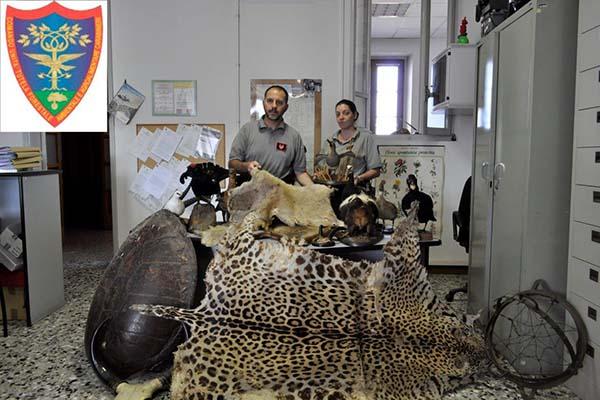 Deteneva illegalmente pelli di specie protette, nei guai un varesino