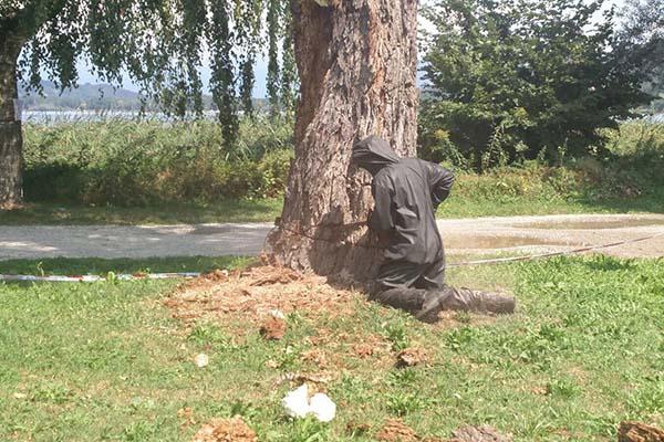 Nidi di calabrone in un albero, intervento dei Vigili del fuoco