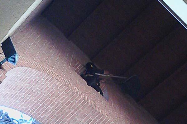 Rondine impigliata nei fili elettrici, liberata dai Vigili del fuoco