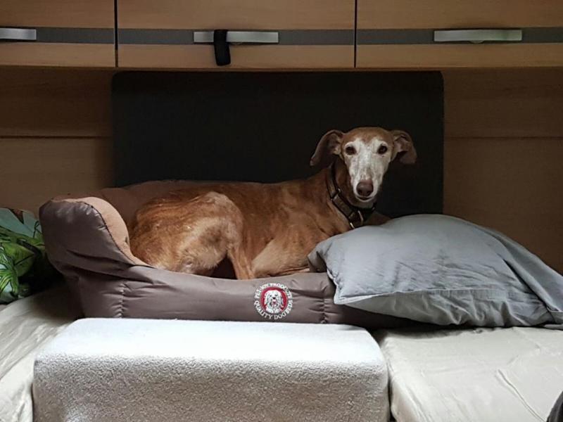 Smarrita levriero femmina ad Orta