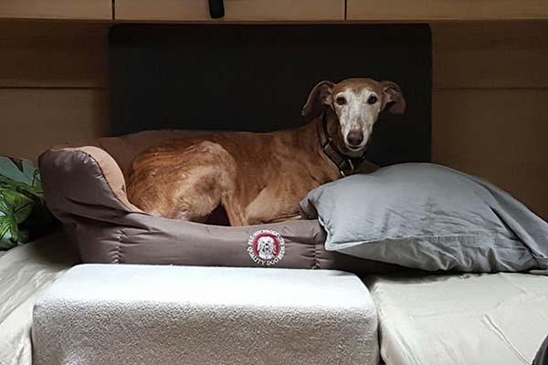 Smarrita levriero femmina ad Orta