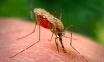 Il "West Nile" miete un'altra vittima novarese