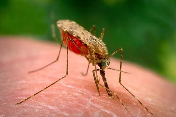 Virus del Nilo a Novara, appello Avis
