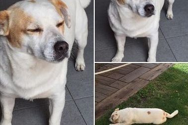 URGENTE: SE NESSUNO LO RECLAMA SARA' PORTATO AL CANILE