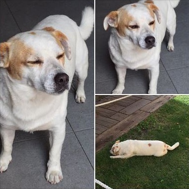 URGENTE: SE NESSUNO LO RECLAMA SARA’ PORTATO AL CANILE