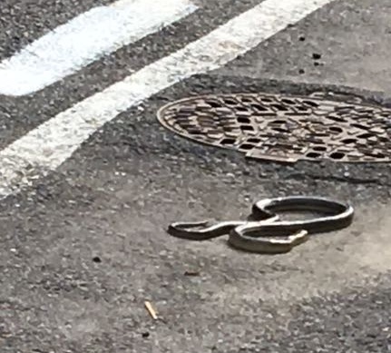 Avvistata una biscia sulla strada di Oleggio Castello