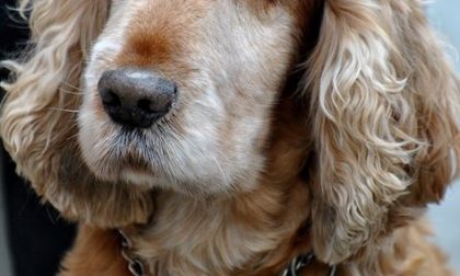 AGGIORNAMENTO: CANE RITROVATO