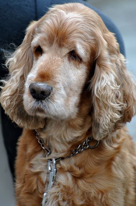 AGGIORNAMENTO: CANE RITROVATO