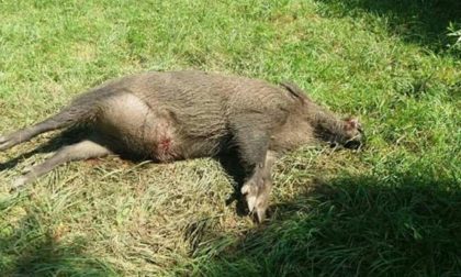 Madre e figlia investono un cinghiale sulla Sr 142