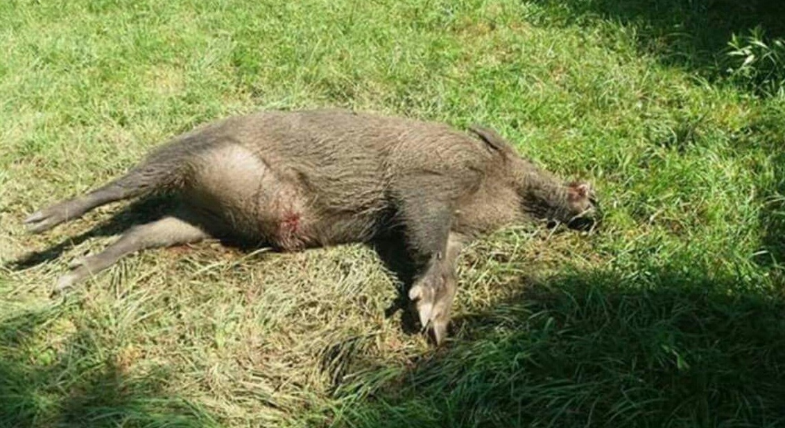 Madre e figlia investono un cinghiale sulla Sr 142