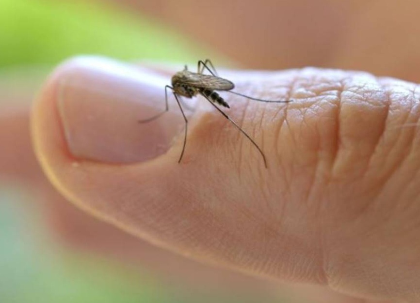 Malaria: il caso che fa discutere l’Italia