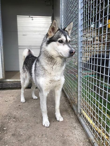 Montrigiasco: trovato cane senza chip