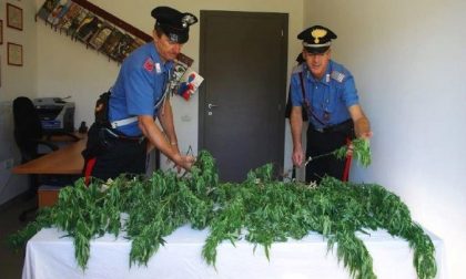 Nebbiuno: coltivava 43 piante di marijuana