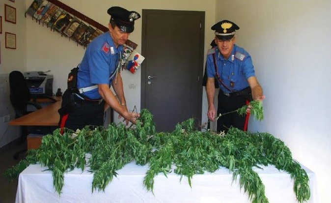 Nebbiuno: coltivava 43 piante di marijuana