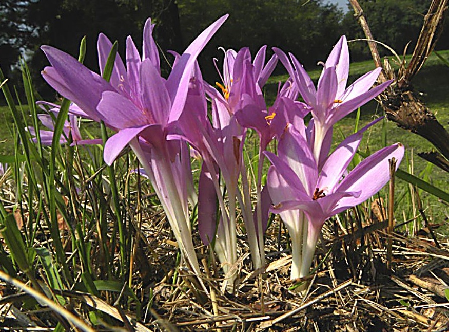 Non cogliete il “colchino d’autunno”, il “finto zafferano”
