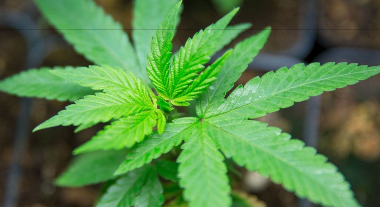 Piantina di marija fuori da casa: sequestrata ma non si sa il proprietario