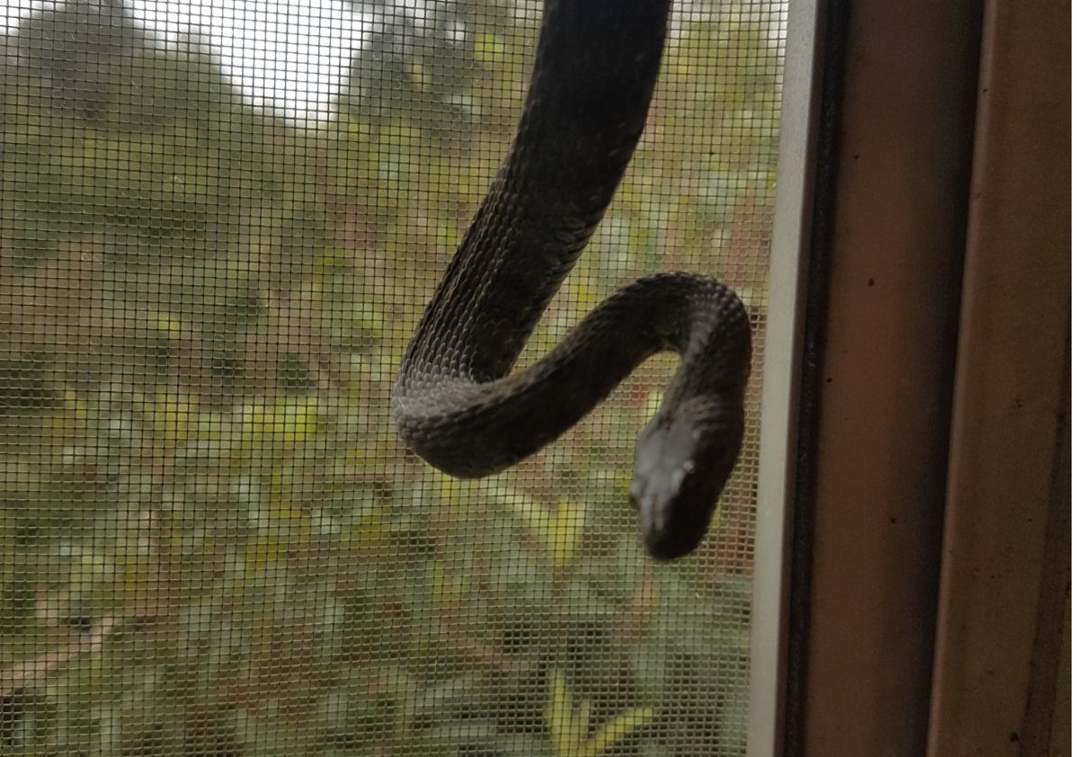 Trovano un serpente che si arrampica sulla finestra