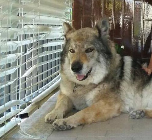 Vignale: ore d’ansia per la cagnolona scappata