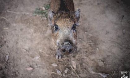 Animali selvatici, quasi un intervento al giorno per salvarli