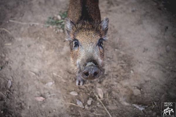 Animali selvatici, quasi un intervento al giorno per salvarli