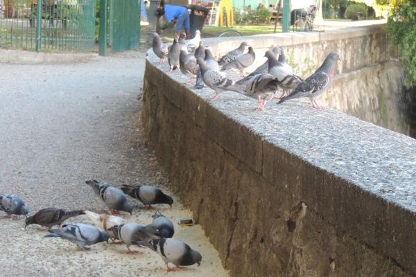 A Borgomanero è vietata la somministrazione di cibo ai piccioni in città