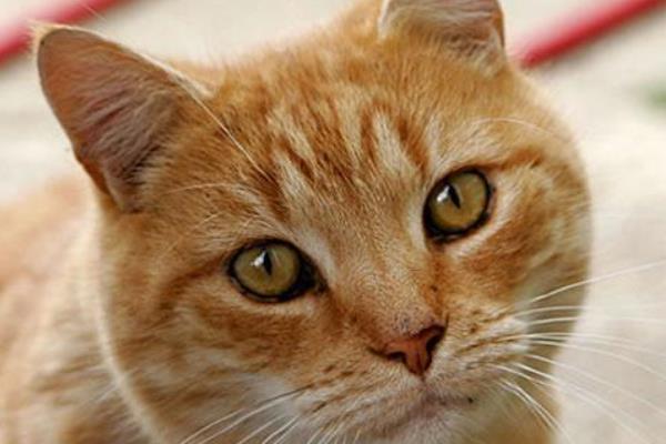 Gatti in cerca di casa, l’evento a Cressa