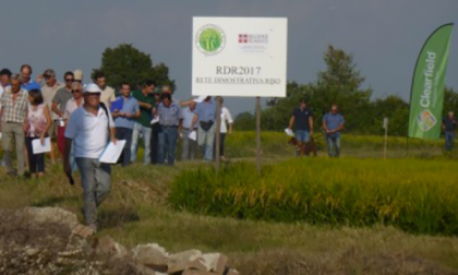 Riso, «indispensabile essere uniti»