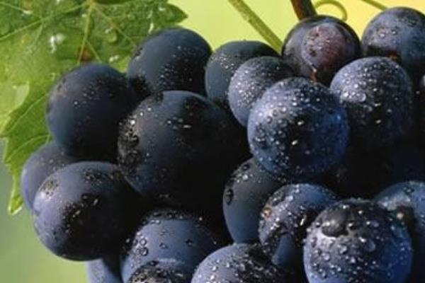 Vendemmia al via nelle colline novaresi