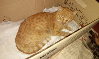 Gatto ferito trovato a Borgomanero