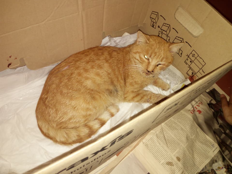 Gatto ferito trovato a Borgomanero