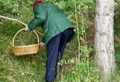 Cade in un dirupo e muore mentre cerca funghi